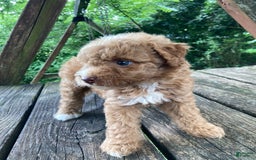 Miniature Poodle dogs for sale: Dexter - Image 30