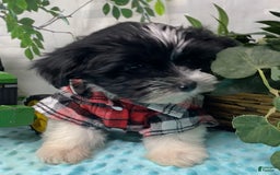 Shorkie dogs for sale: Little Milo - Image 9