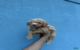 Toy Poodle dogs for sale: Jack - Image 2
