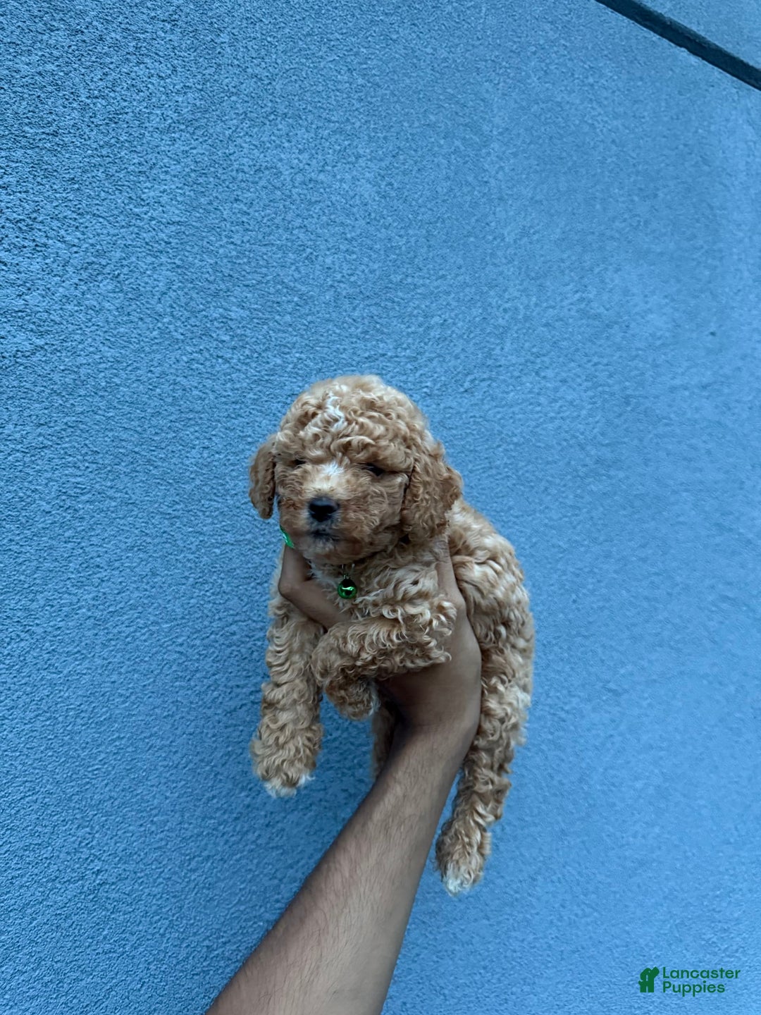 Toy Poodle dogs for sale: Jack - Image 2