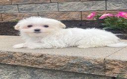 Maltese dogs for sale: Mya - Image 1