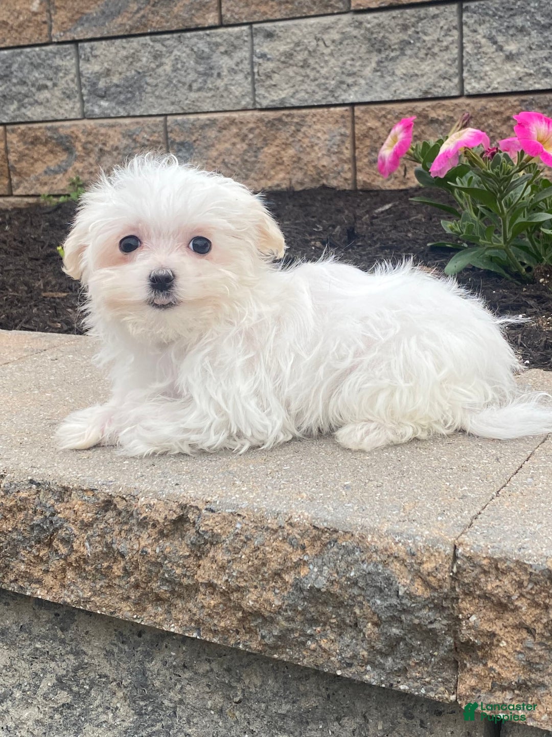 Maltese dogs for sale: Mya - Image 1