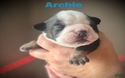 English Bulldog dogs for sale: Archie - Image 3