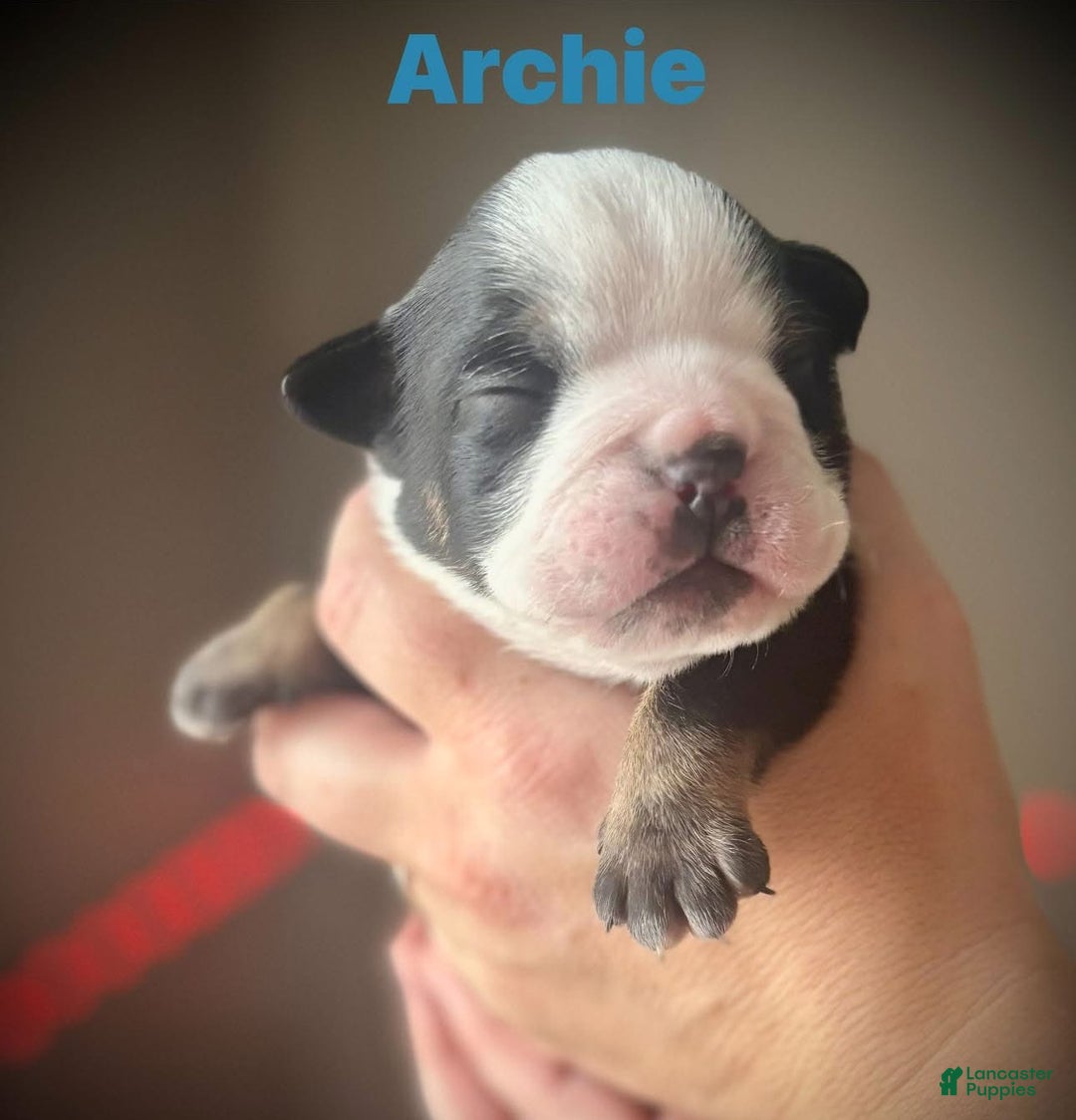 English Bulldog dogs for sale: Archie - Image 3