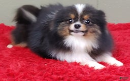 Pomeranian dogs for sale: Yovanni - Image 7