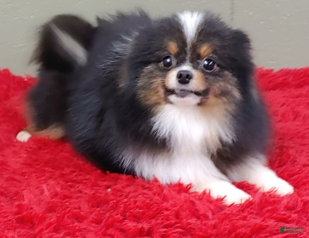 Pomeranian dogs for sale: Yovanni - Image 7