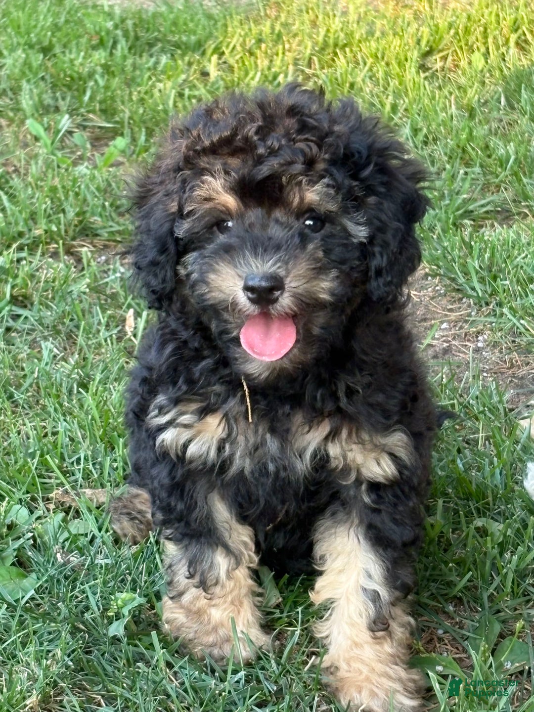 Miniature Poodle dogs for sale: Mica - Image 3