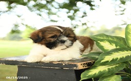 Shih Tzu dogs for sale: Lulu - Image 3
