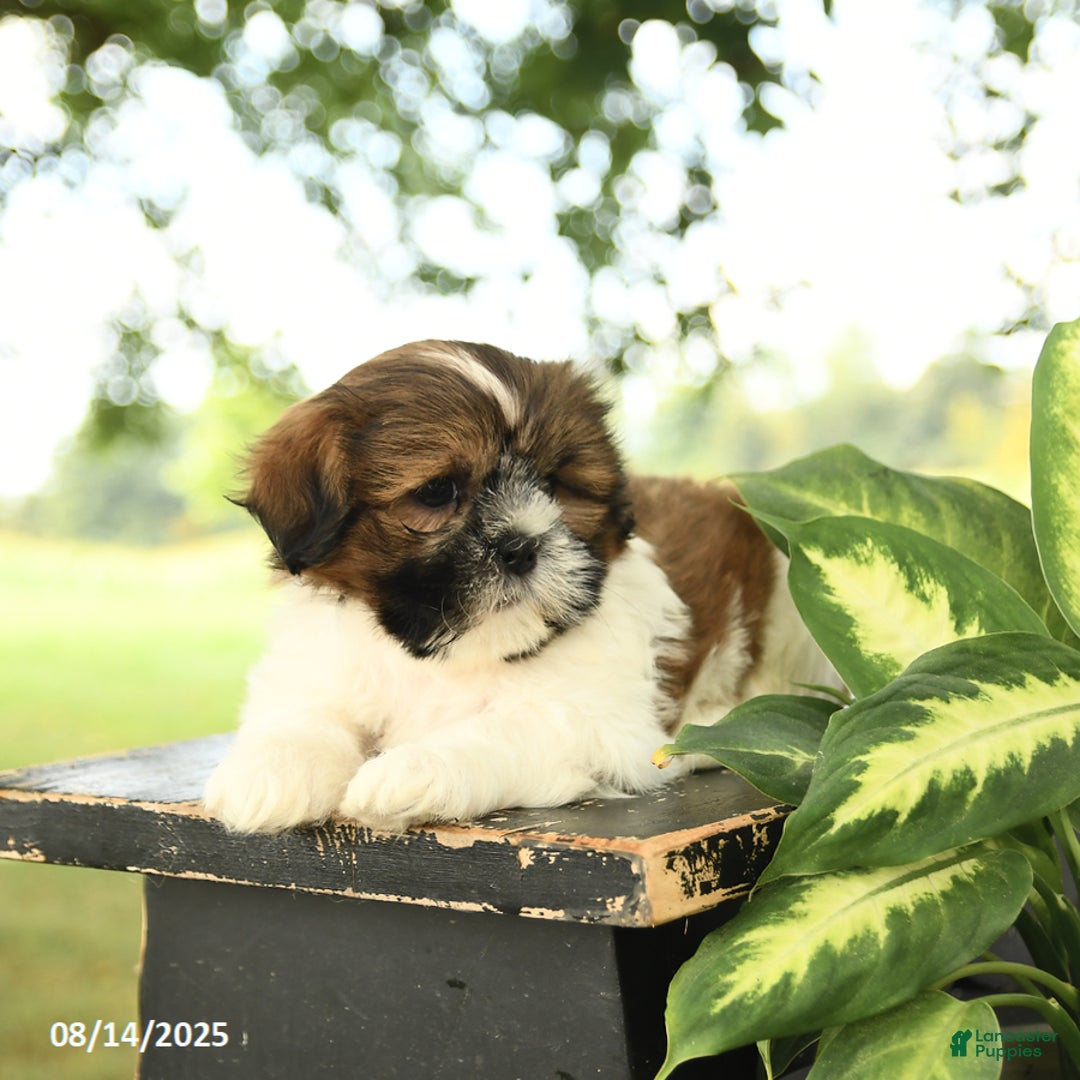 Shih Tzu dogs for sale: Lulu - Image 3
