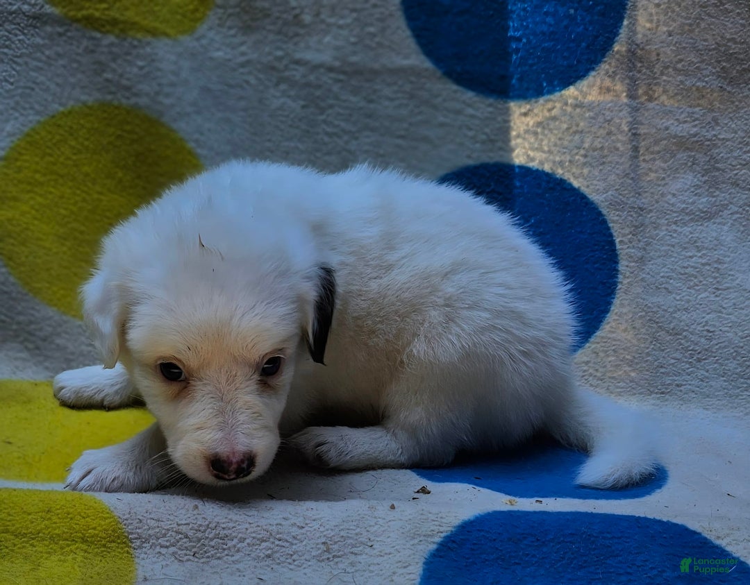 Border Collie dogs for sale: Grace - Image 4