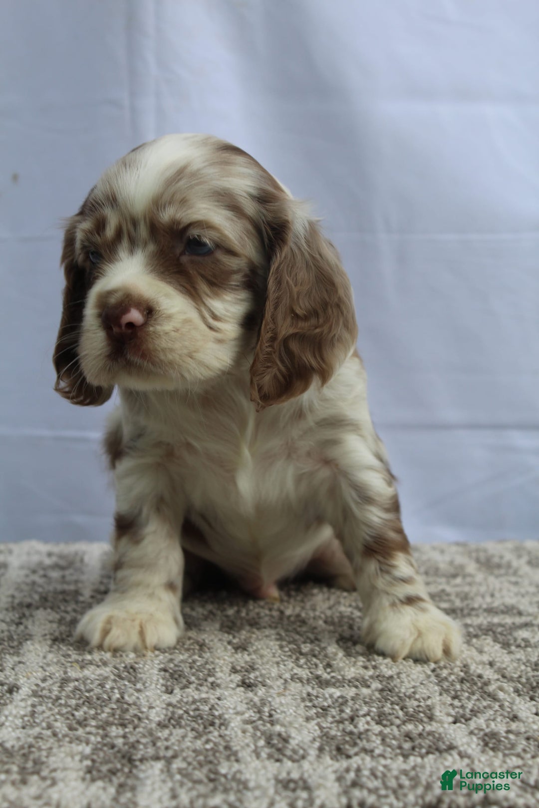 Cocker Spaniel dogs for sale: Reese - Image 4