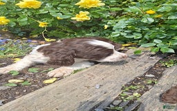 English Springer Spaniel dogs for sale: Buster - Image 1