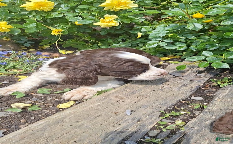 English Springer Spaniel dogs for sale - Ad 2