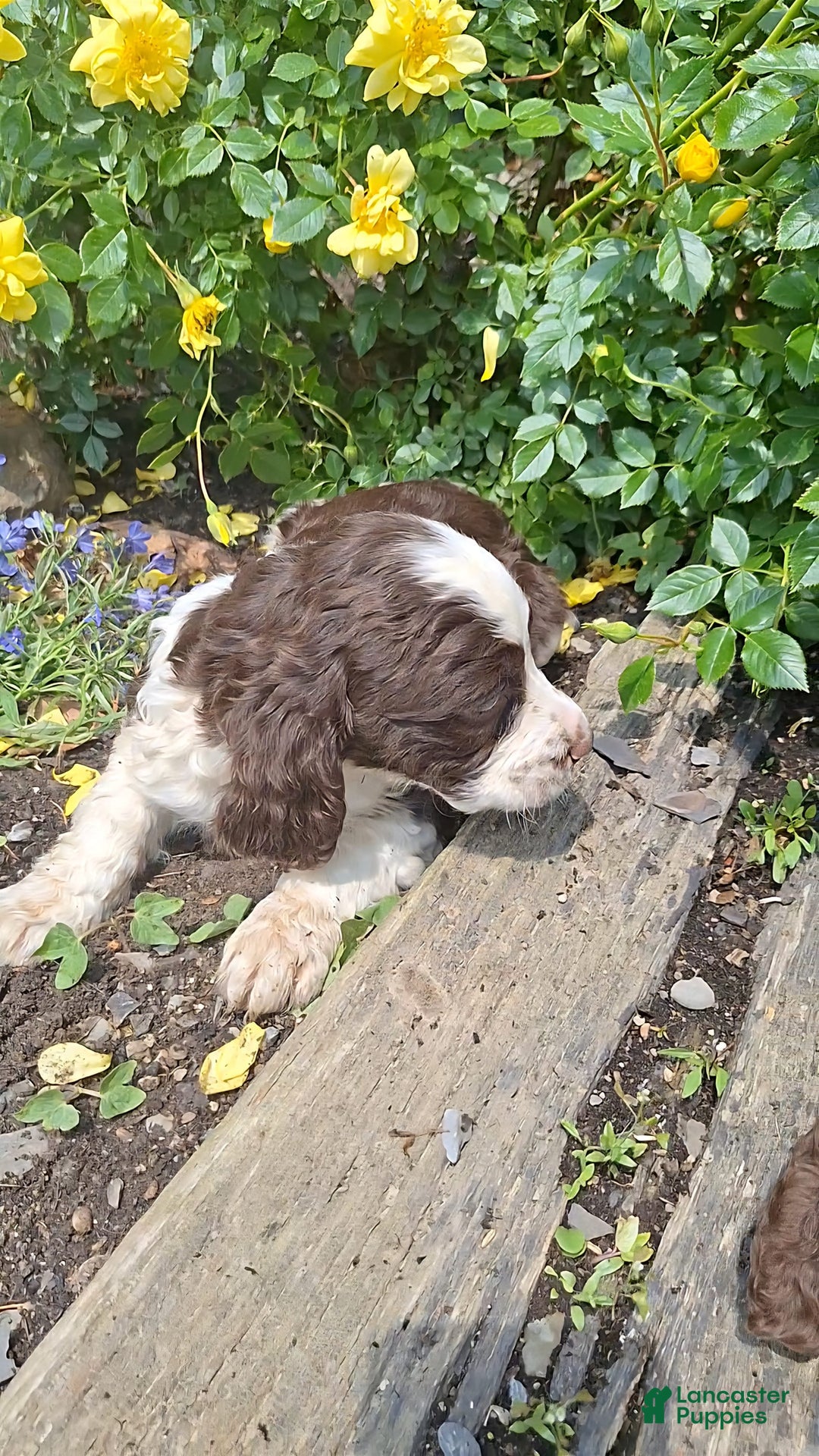 English Springer Spaniel dogs for sale: Buster - Image 1