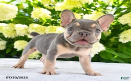 French Bulldog dogs for sale: Millie - Image 3