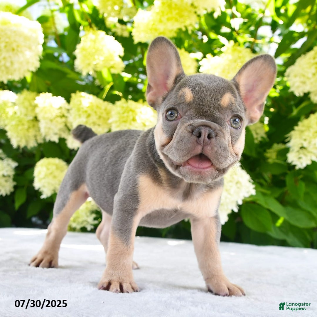 French Bulldog dogs for sale: Millie - Image 3