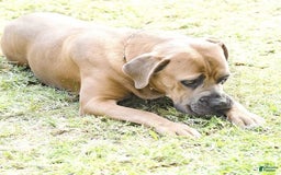 Cane Corso dogs for sale: Tiny - Image 9