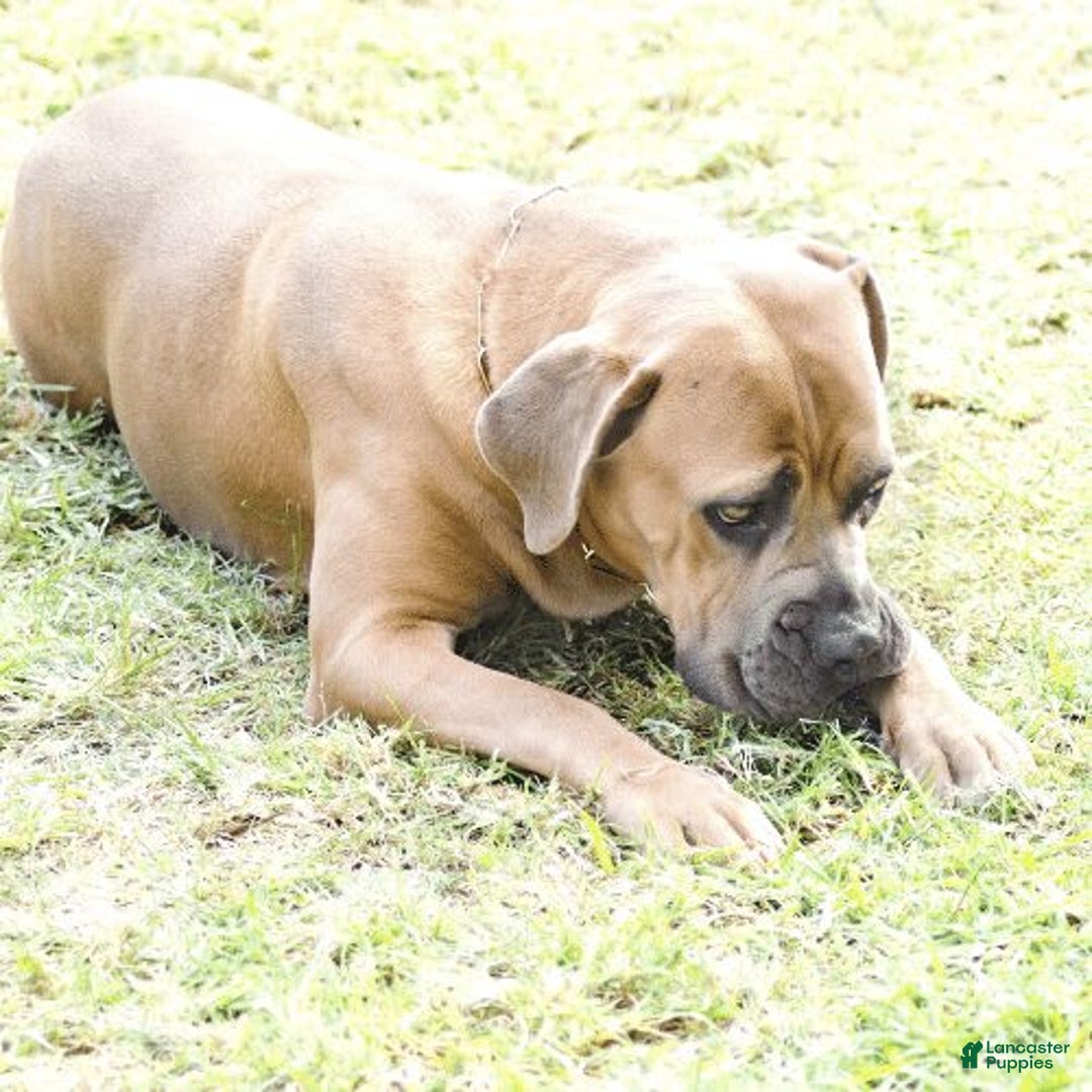 Cane Corso dogs for sale: Tiny - Image 9