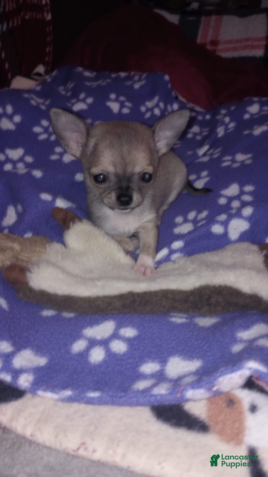 Chihuahua dogs for sale: Sophie - Image 5