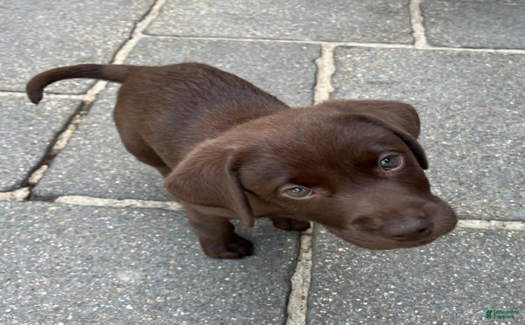 Labrador Retriever dogs for sale - Ad 2