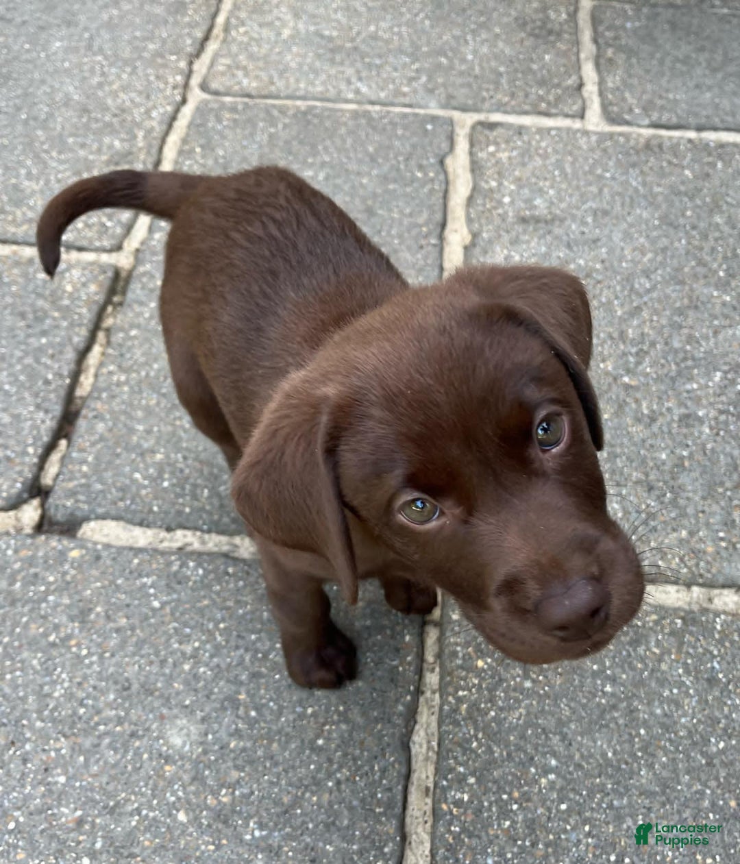 Labrador Retriever dogs for sale: Rena - Image 1