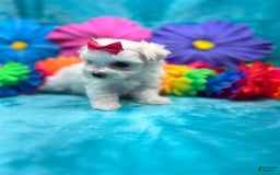 Maltese dogs for sale: AKC pink bow - Image 4
