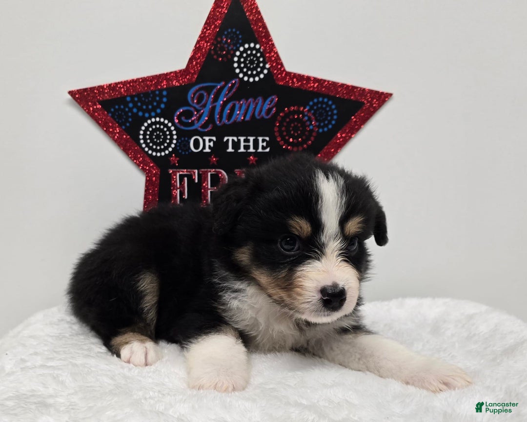 Australian Shepherd dogs for sale: Kiwi - Image 3