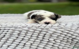 Maltipoo dogs for sale: Maribel - Listing for pets: Avery, Maribel, Isabella, Hudson, Huxley - Image 2