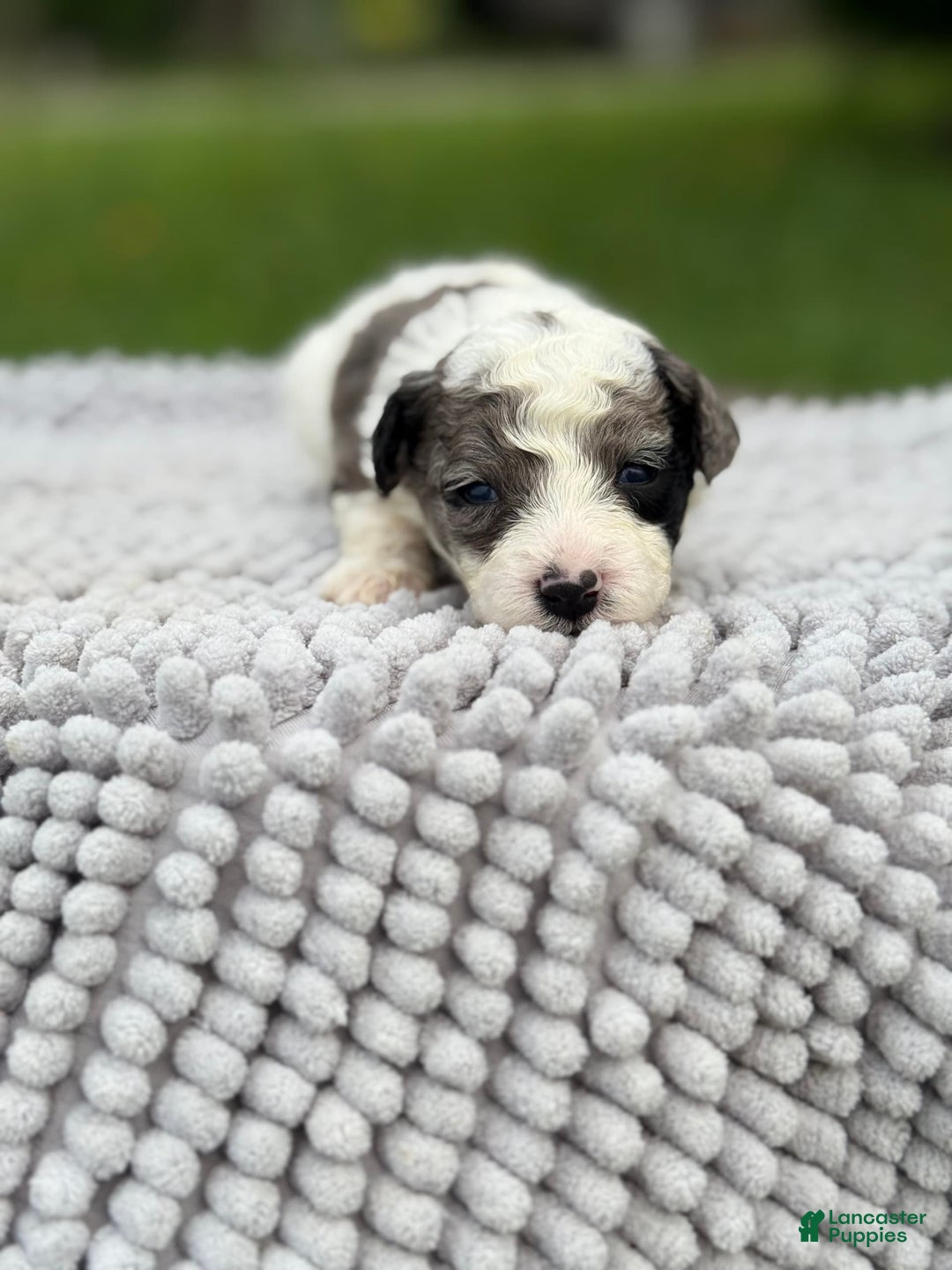 Maltipoo dogs for sale: Maribel - Listing for pets: Avery, Maribel, Isabella, Hudson, Huxley - Image 2