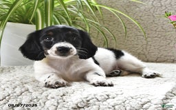 Miniature Dachshund dogs for sale: Lilly - Image 3