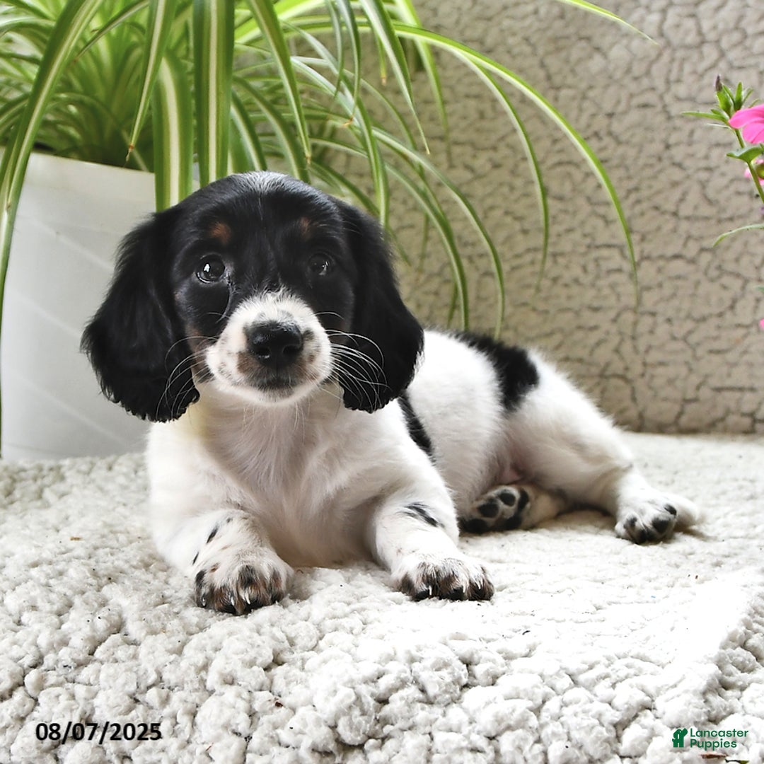 Miniature Dachshund dogs for sale: Lilly - Image 3