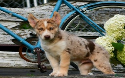 Gerberian Shepsky dogs for sale: Noah - Image 4