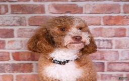 Mini Goldendoodle dogs for sale: Santana - Image 2