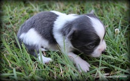 Chihuahua dogs for sale: Longhair Chavez - Image 1