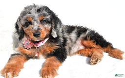 Mini Aussiedoodle dogs for sale: Elaine - Image 8