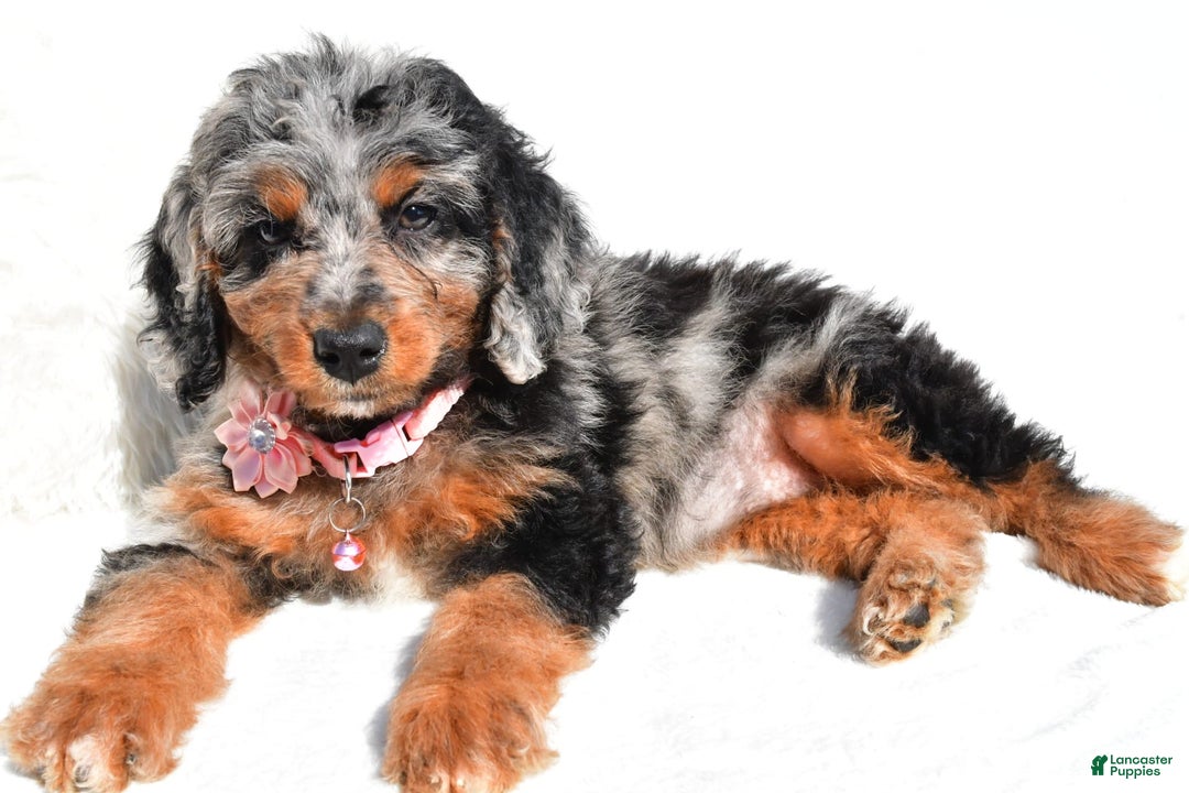 Mini Aussiedoodle dogs for sale: Elaine - Image 8