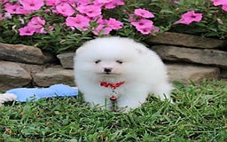Pomeranian dogs for sale: Kaden - Image 11