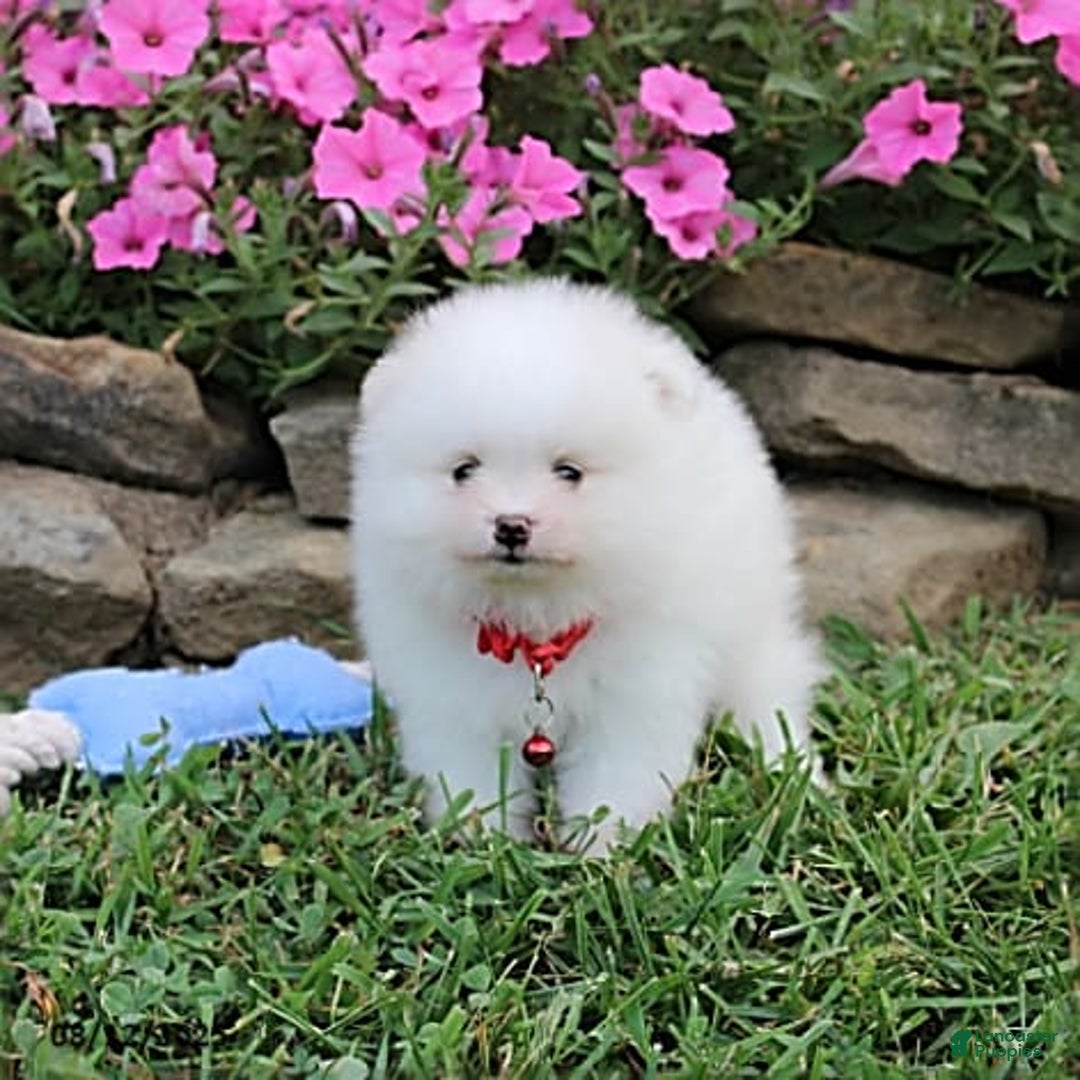 Pomeranian dogs for sale: Kaden - Image 11