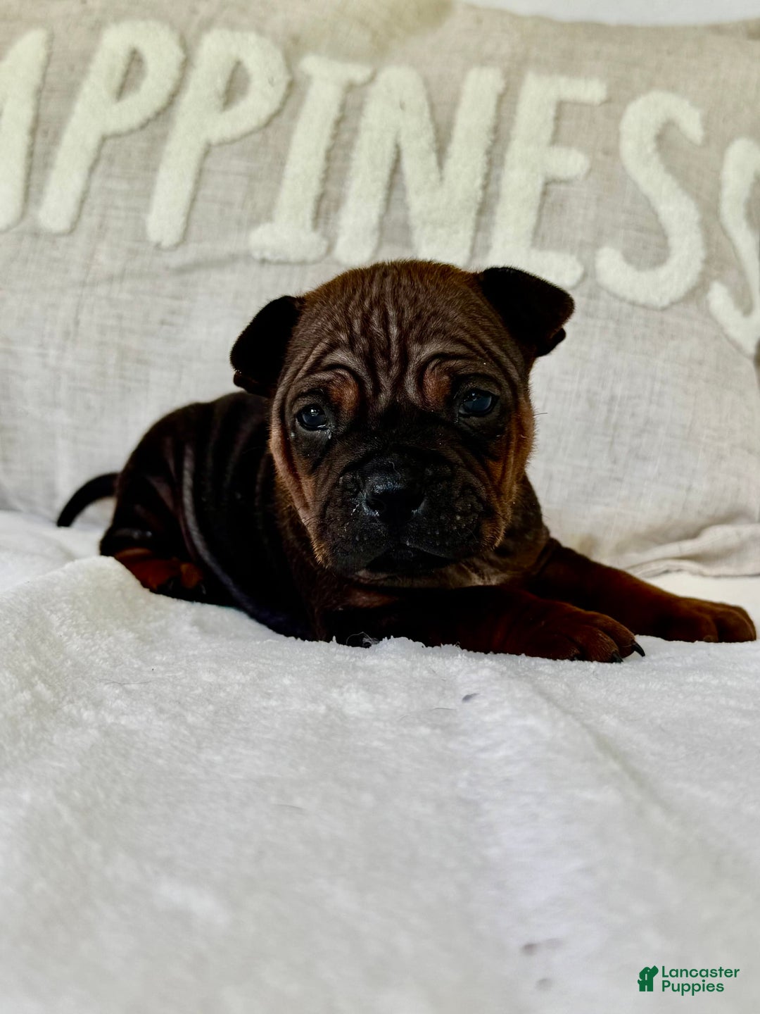 American Bulldog dogs for sale: Chongqin - Listing for pets: China, Chongqin - Image 10