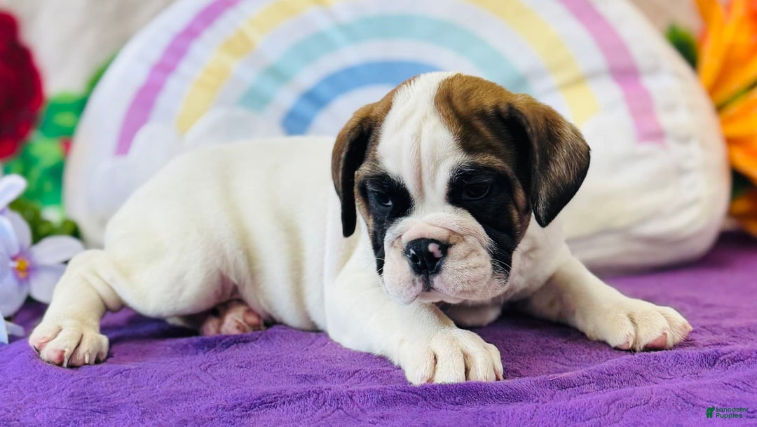 English Bulldog dogs for sale: Lincoln - Image 4