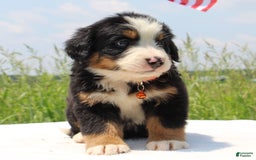 Bernese Mountain Dog dogs for sale: Waska - Image 1