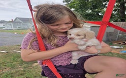 Mini Aussiedoodle dogs for sale: Frozone - Image 2