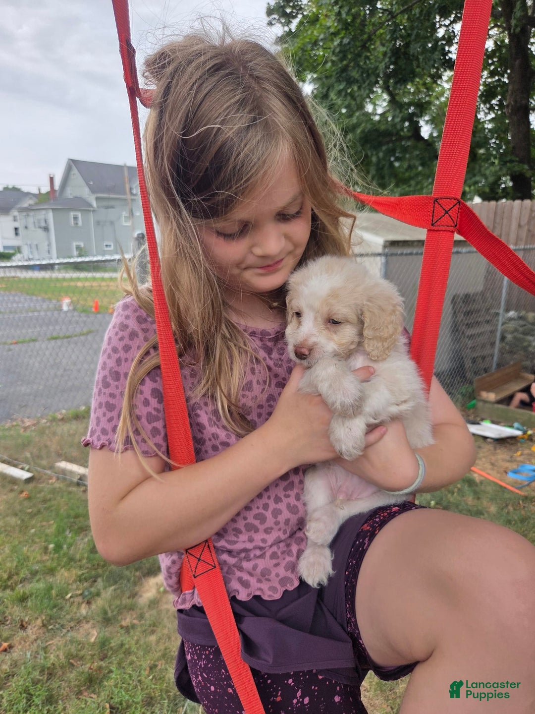 Mini Aussiedoodle dogs for sale: Frozone - Image 2