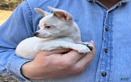 Chihuahua dogs for sale: Lancelot - Image 1