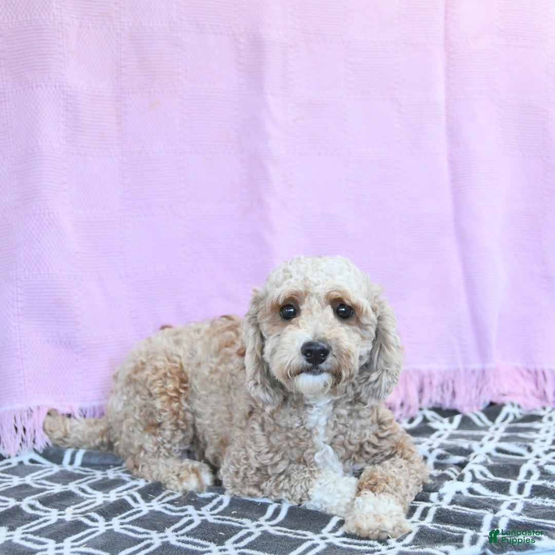 Mini Goldendoodle dogs for sale: Sophie - Image 16