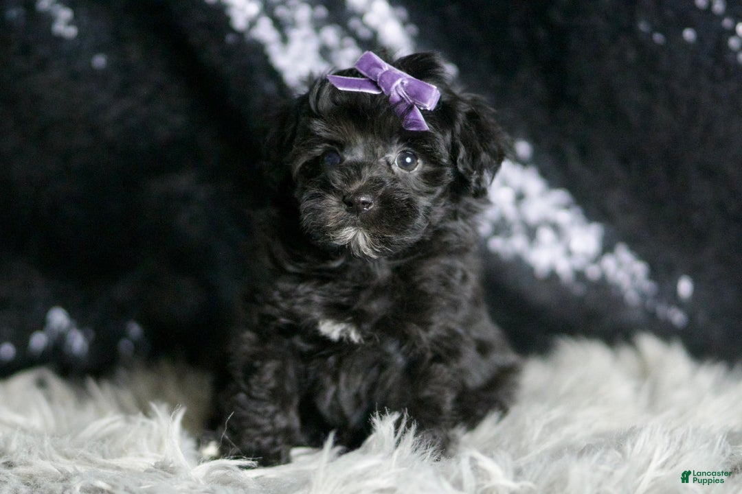 Maltipoo dogs for sale: Maltipoo 8 puppies - Image 3