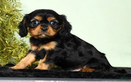 Cavalier King Charles Spaniel dogs for sale: Milo - Image 8