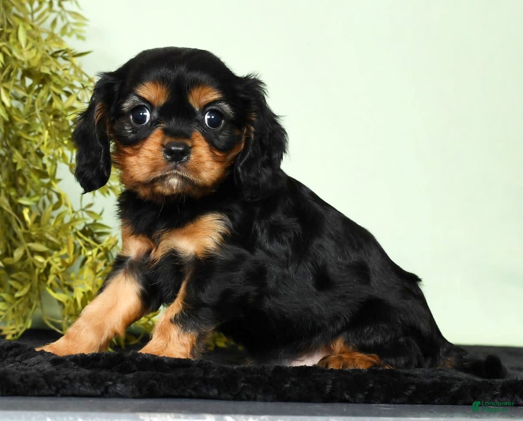 Cavalier King Charles Spaniel dogs for sale: Milo - Image 8