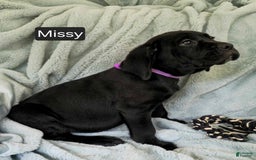 Cane Corso dogs for sale: Missy - Image 1