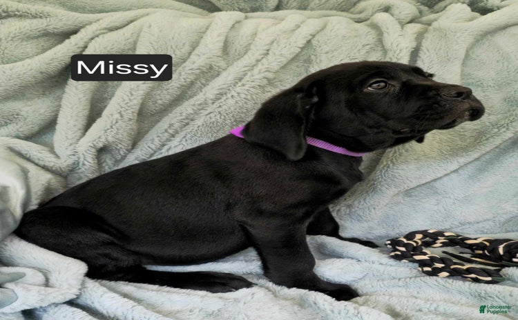 Cane Corso dogs for sale - Ad 5